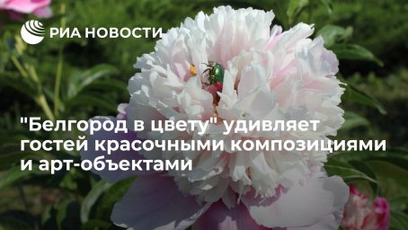 "Белгород в цвету" удивляет гостей красочными композициями и арт-объектами