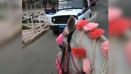 Проблема в документах, а не в навозе: юную наездницу обвинили в нападении на полицейских Проблема в документах, а не в навозе: юную наездницу обвинили в нападении на полицейских