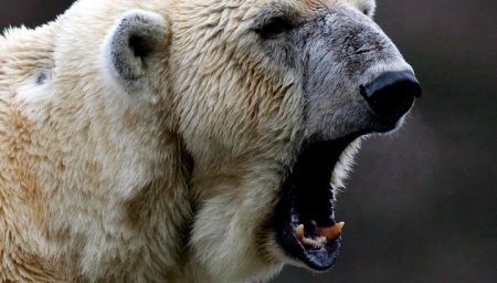 Нашествие белых медведей: интересные факты для детей и не только